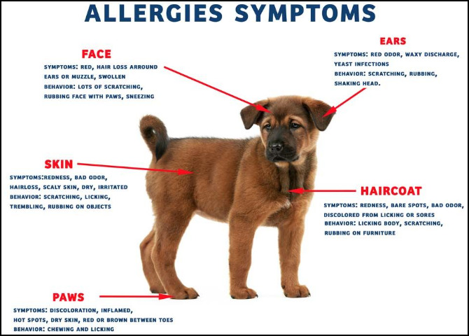 Pet Allergy Symptoms